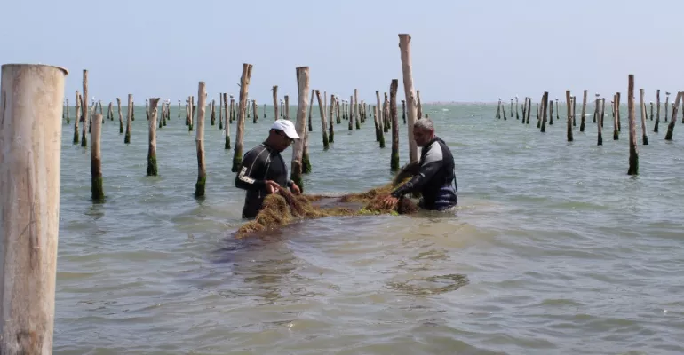 La culture de l’algue rouge à Bouareg, au Maroc : une solution contre la précarité et la pollution #MédiaLabEnvironnement