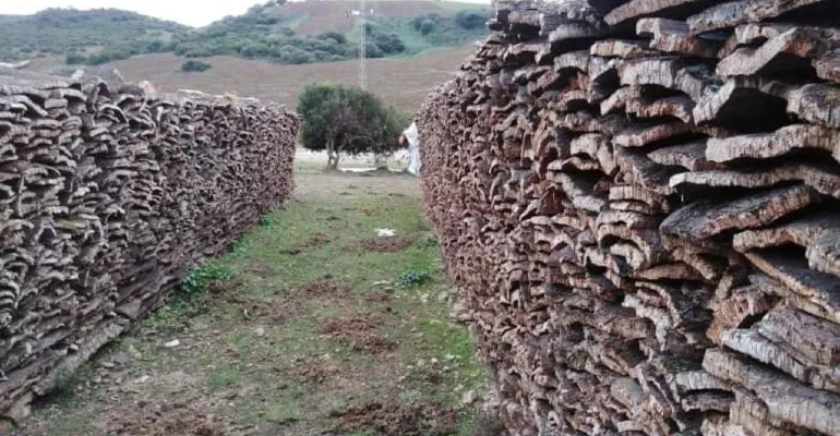 À Nefza en Tunisie, des projets pour protéger le patrimoine forestier / © Thameur Zoghlami, MCD #MédiaLabEnvironnement